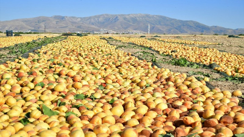 Malatya'nın Sahip Çıkamadığı  Kayısıya Elazığ ve Maraş Sahip Çıkıyor