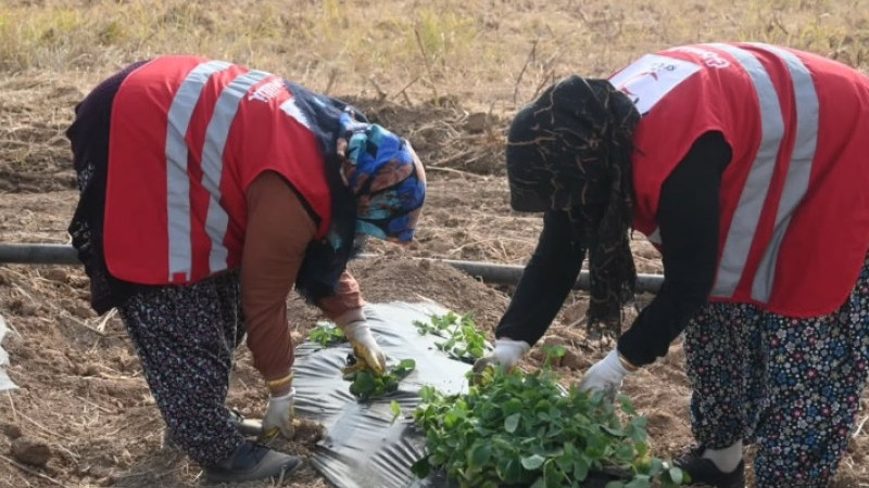 Malatya’da Çilek Projesinde 12 Üreticiye Bahçe Hibe Edilecek