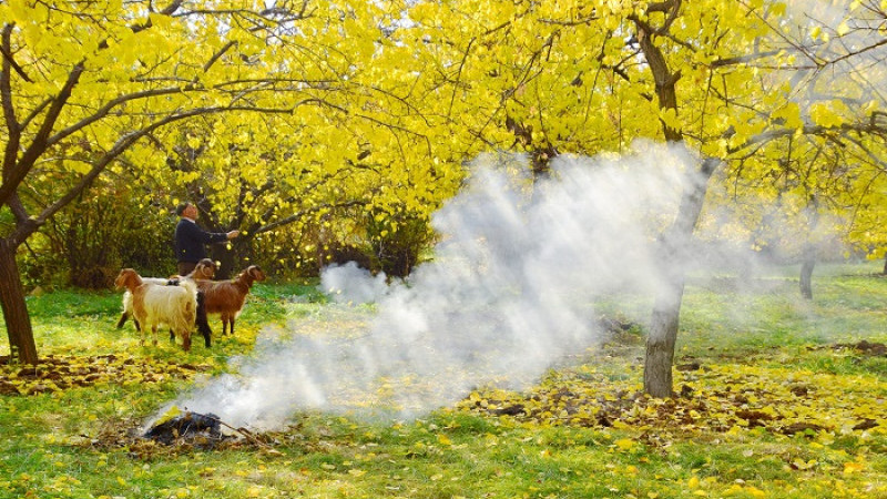 Malatya Geneli Kayısı Bahçelerinde Sonbahar Mücadelesi Başladı