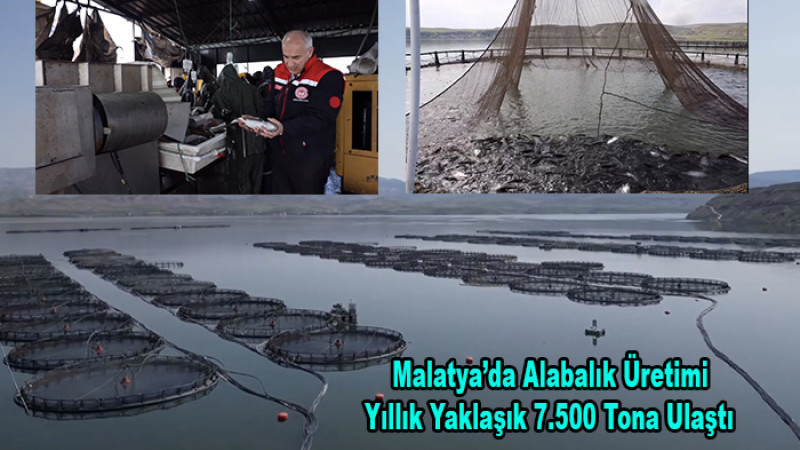 Malatya’da Alabalık Üretimi Yıllık Yaklaşık 7.500 Tona Ulaştı