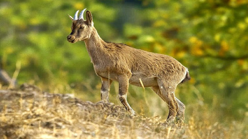 Hekimhan Dağlarında Güzelliğiyle Büyüleyen Yaban Keçisi Objektife Takıldı