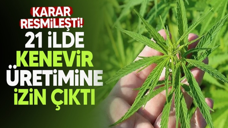 Malatya Dahil 21 İlde Kenevir Üretim Yapılacak