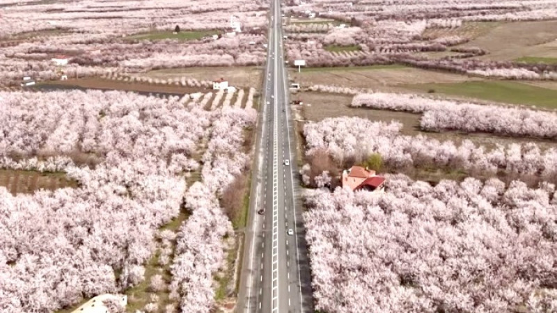 Kale'de  Çiçek Açan Kayısı Ağaçları Kart Postallık Görüntü Oluşturdu