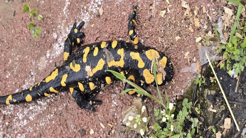 Gündüzbey'de Nesli Tehdit Altındaki Anadolu Semenderi Görüldü