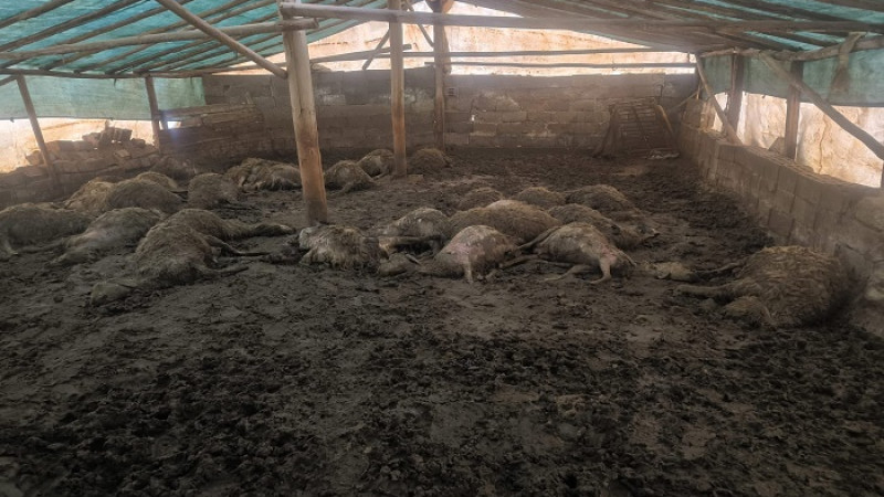 Arguvan Bozburun’da Kurdun Girdiği Ağılda 40 Koyun Telef Oldu