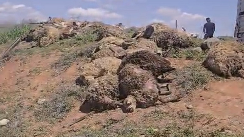 Arapgir’de Koyun Yüklü Tır Devrildi: 100 Hayvan Telef Oldu