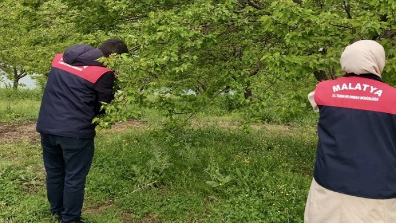 Malatya’da Dolu Sonrası Hasar Tespit Çalışmaları Başladı