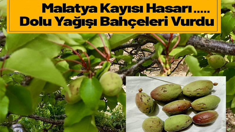 Dolu Yağışı Malatya'da Kayısı Bahçelerinde Hasara Yol Açtı