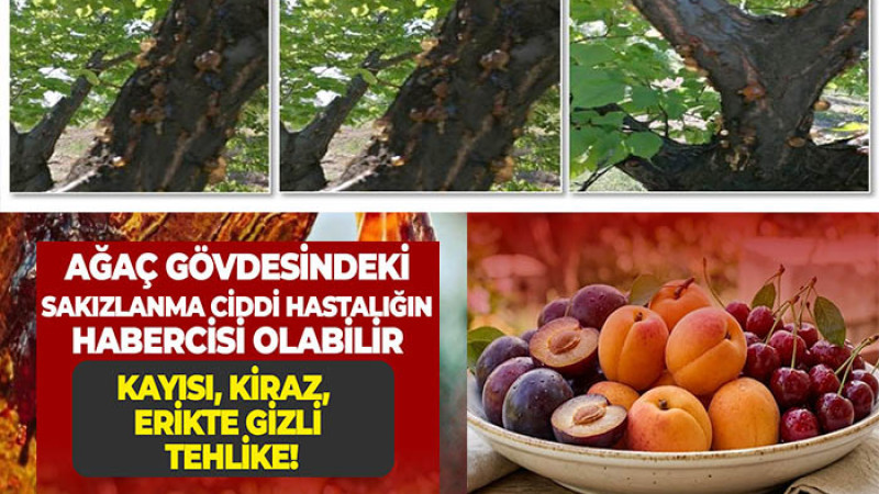Kayısı, Kiraz, Erikte Gizli Tehlike! Ağaç Gövdesindeki Sakızlanma