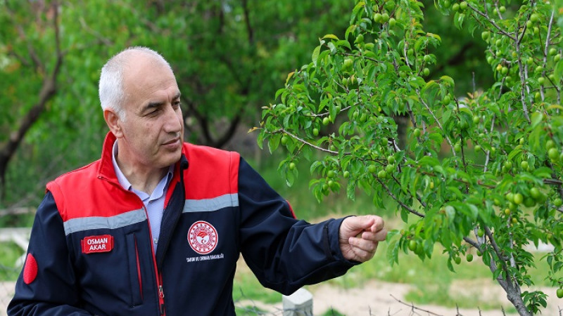 Malatya Tarım  İl Müdürlüğü Kayısı Bahçelerinde Hasar Tespiti Başlattı