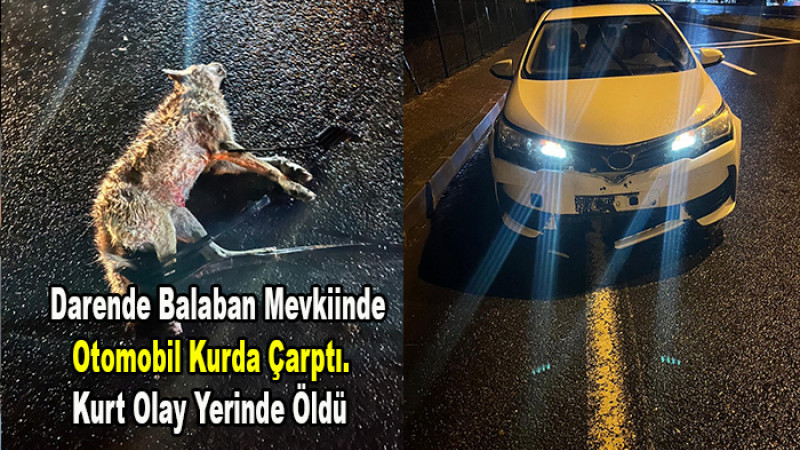 Darende Balaban'da Otomobil Kurda Çarptı. Kurt Olay Yerinde Öldü
