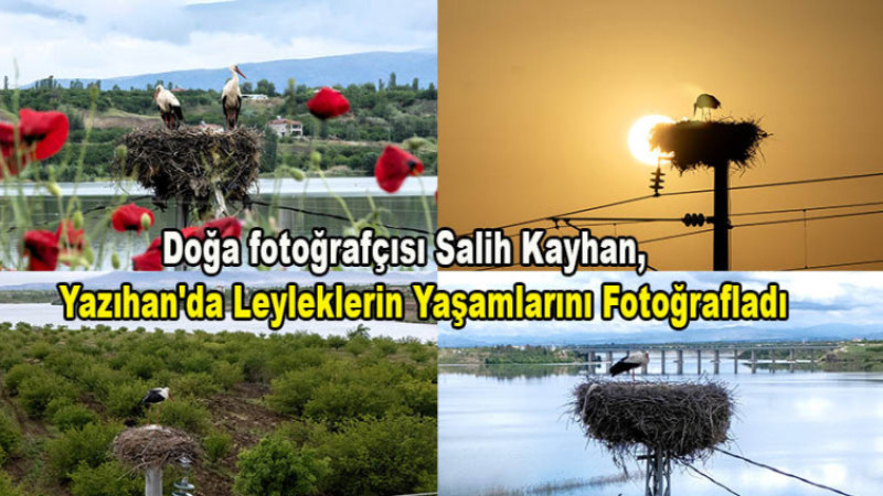 Doğa fotoğrafçısı Salih Kayhan, Yazıhan'da Leyleklerin Yaşamları Fotoğraflandı