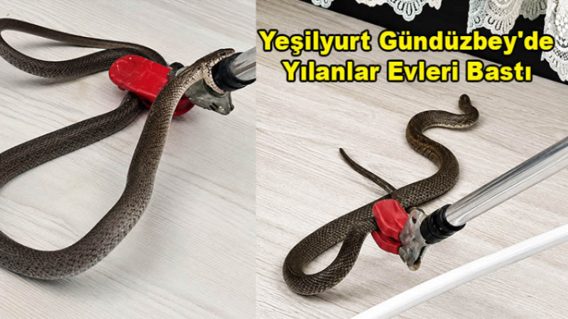 Gündüzbey'de Evde Görülen Yılan Paniğe Neden Oldu
