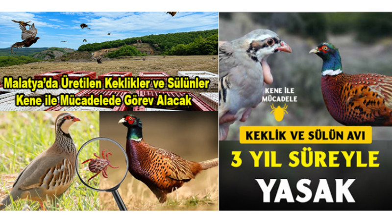 Malatya’da Üretilen Keklik ve Sülünler Doğaya Salınacak