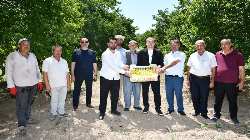Kayısıda Mevcut Piyasa Rakamları Üreticiyi Tatmin Etmedi