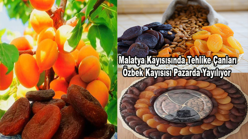 Malatya Kayısısında Tehlike Çanları: Özbek Kayısısı Pazarda Yayılıyor