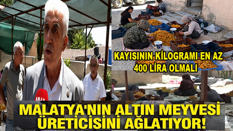 Malatya'nın Altın Meyvesi Kayısı Üreticisi TMO'yu Göreve Çağrdı