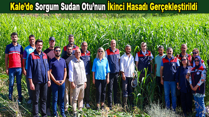 Sorgum Sudan Otunda İkinci Hasat: Dekarda 7 Tona Kadar Verim
